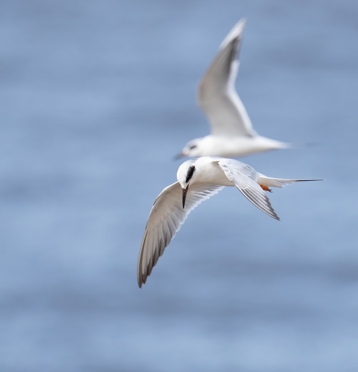Forster's Tern - ML538902101
