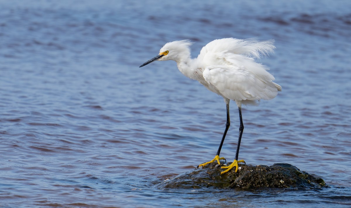 Snowy Egret - ML538902111