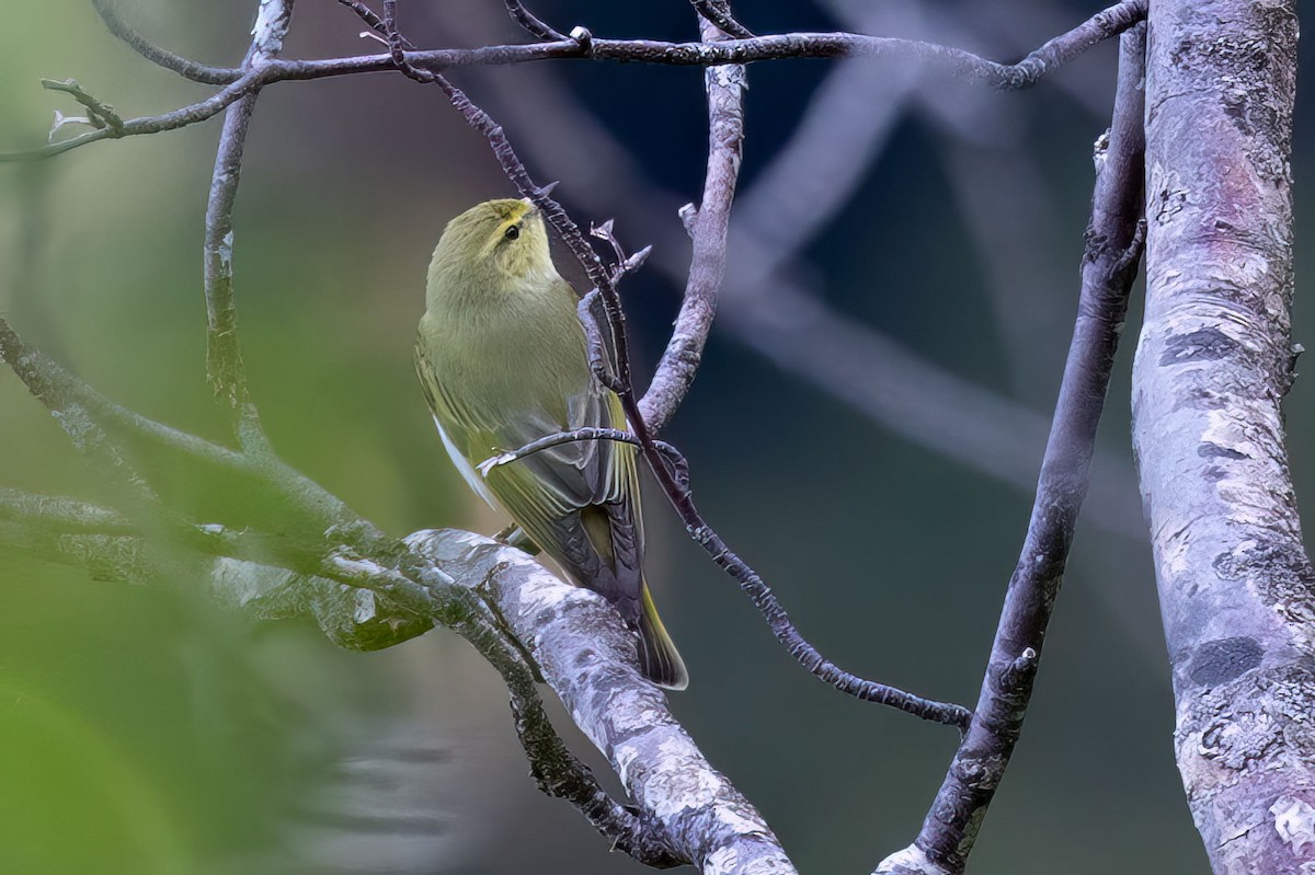 Wood Warbler - Arthur Grosset