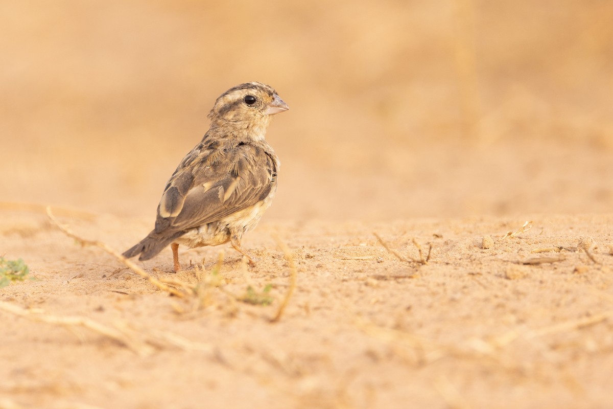 Village Indigobird - ML538902621