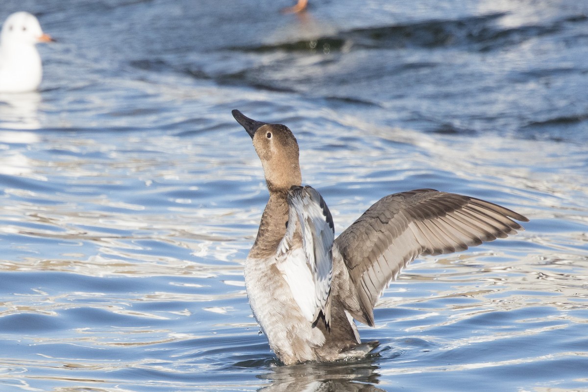 Canvasback - ML538903681