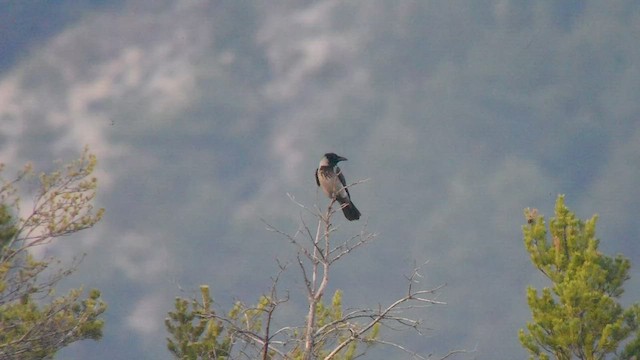 Hooded Crow - ML538903691