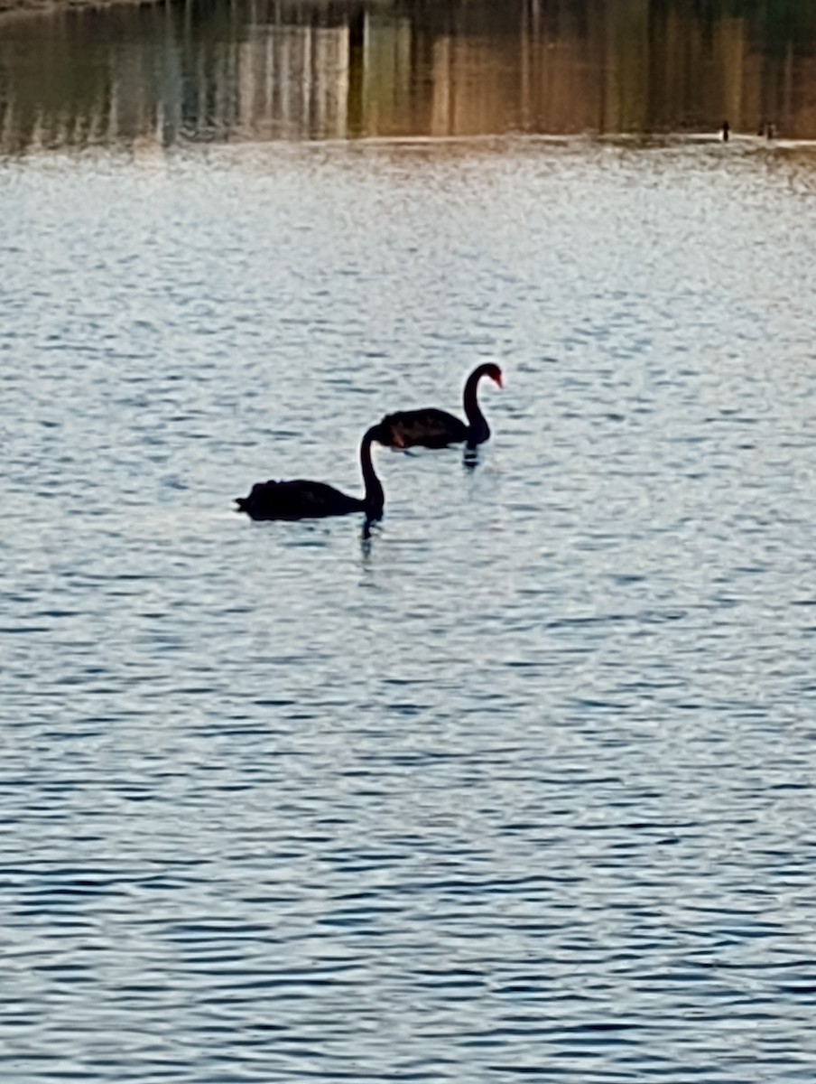Black Swan - ML538903911