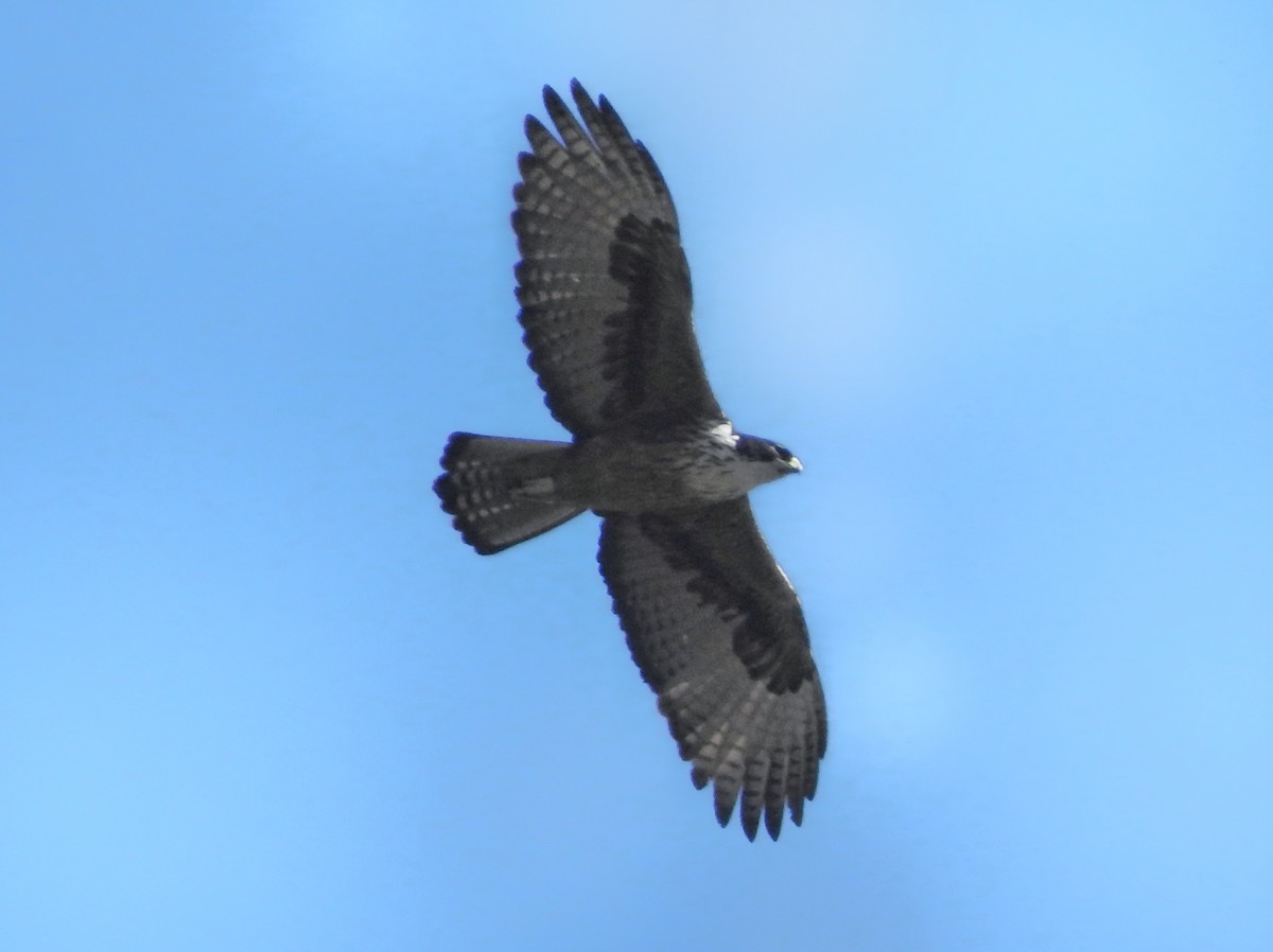 Rufous-bellied Eagle - Abhinav Nair