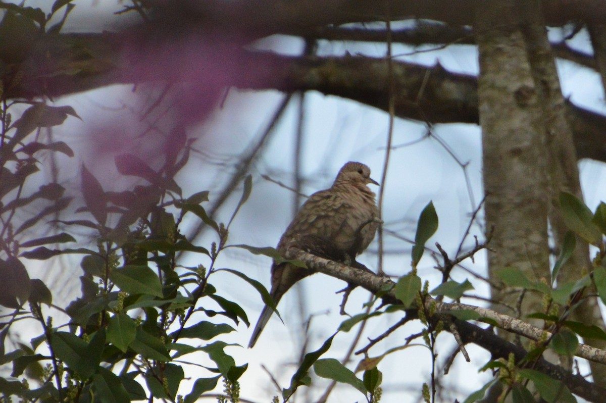 Inca Dove - ML538905201