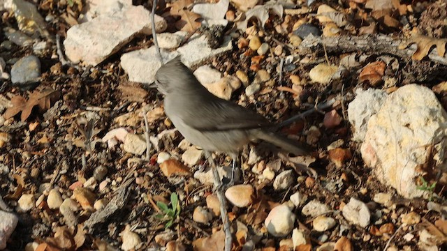 Mésange des genévriers - ML538905771