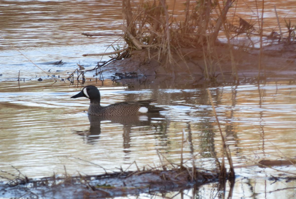 Blue-winged Teal - Michael Shoop