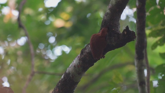 Rufous Woodpecker - ML538905821