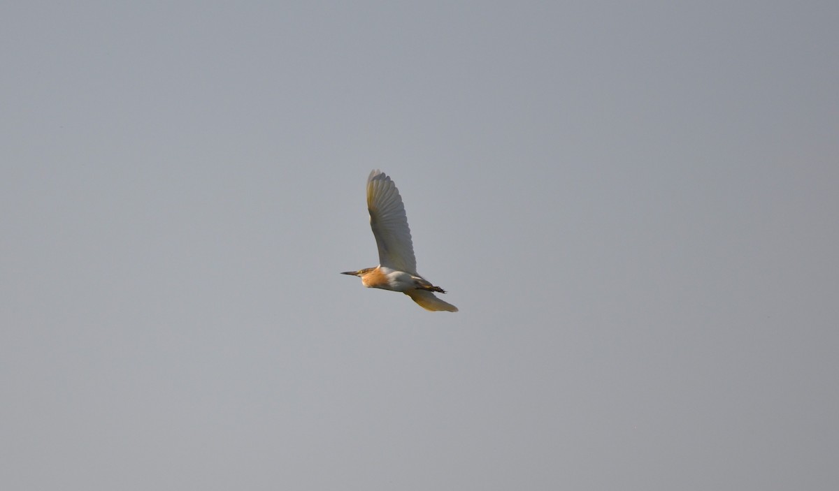 Squacco Heron - ML53890651