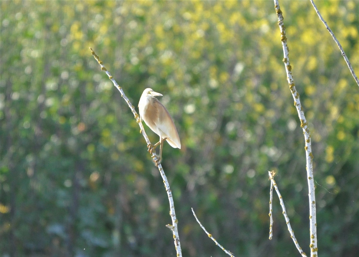 Squacco Heron - Joaquim  Simão