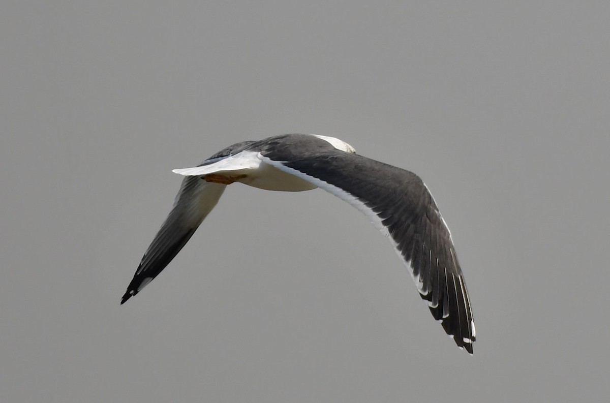 Lesser Black-backed Gull (Heuglin's) - ML538906791