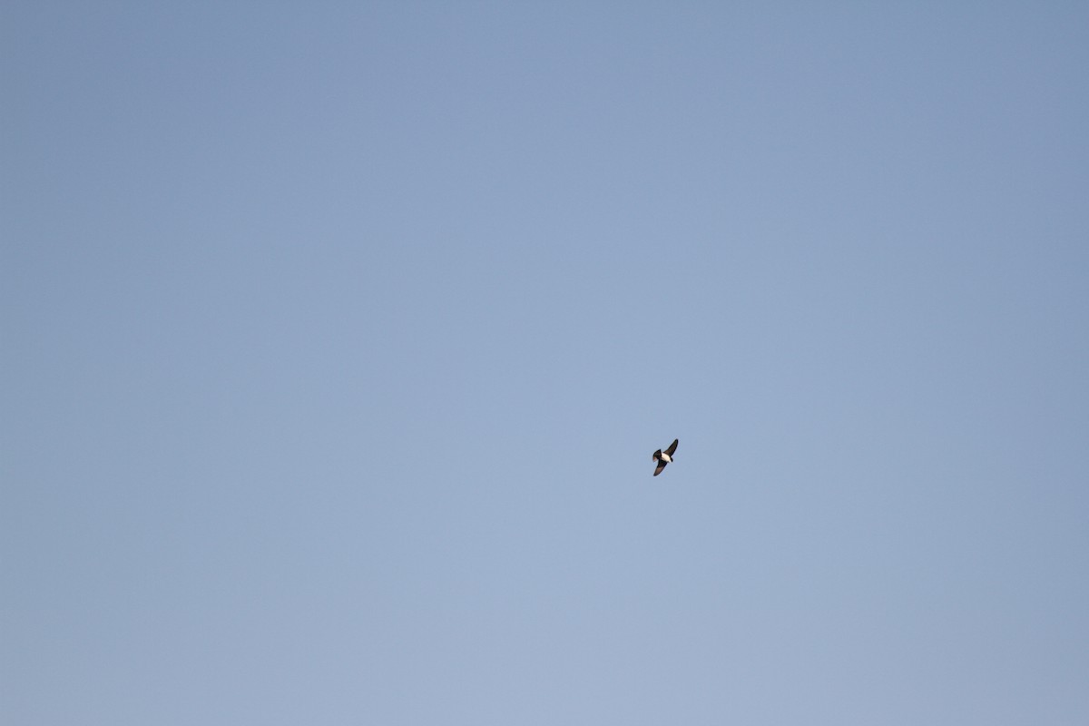 Nepal House-Martin - ML538906811