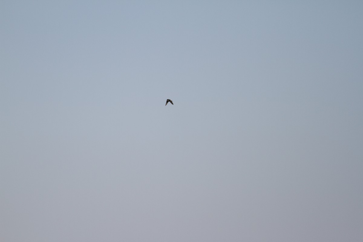Nepal House-Martin - ML538906821