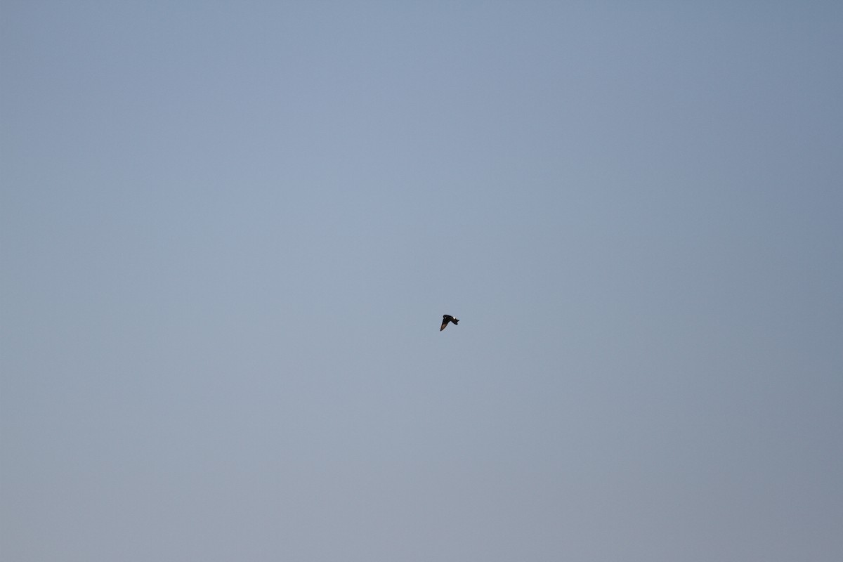 Nepal House-Martin - ML538906831