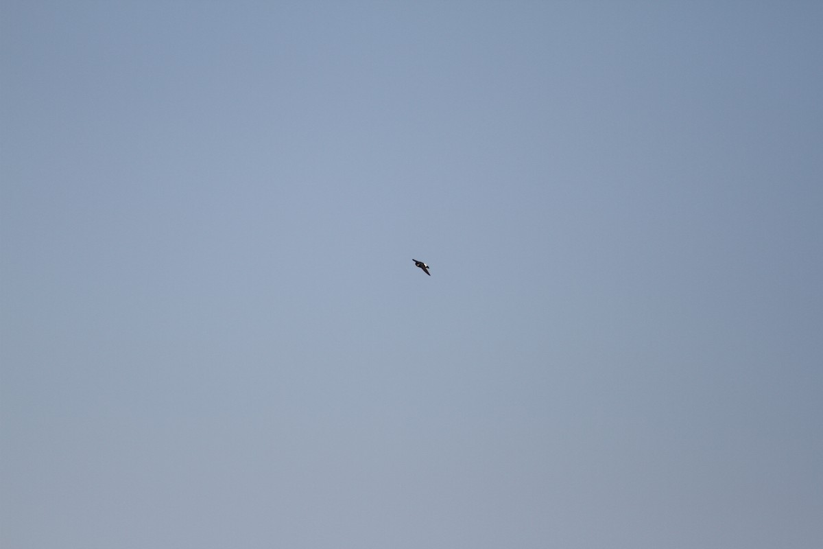 Nepal House-Martin - ML538906841