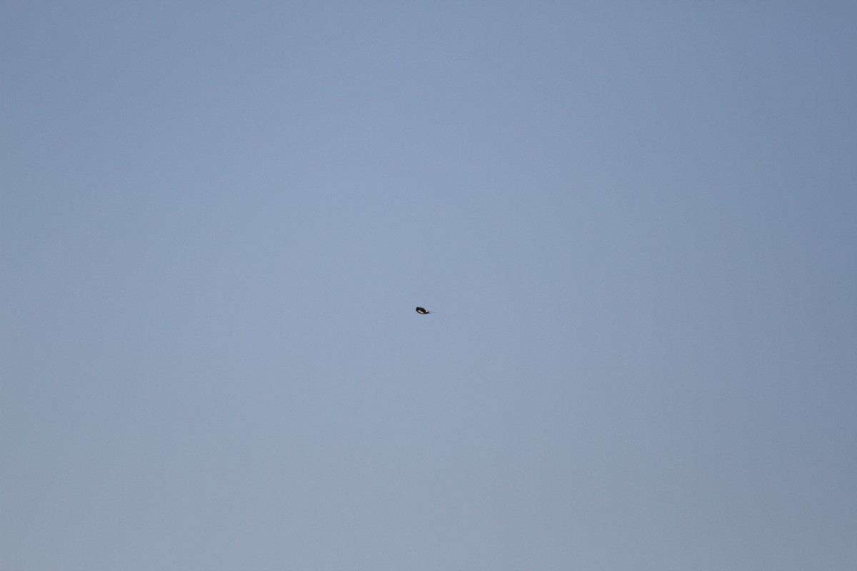 Nepal House-Martin - ML538906851
