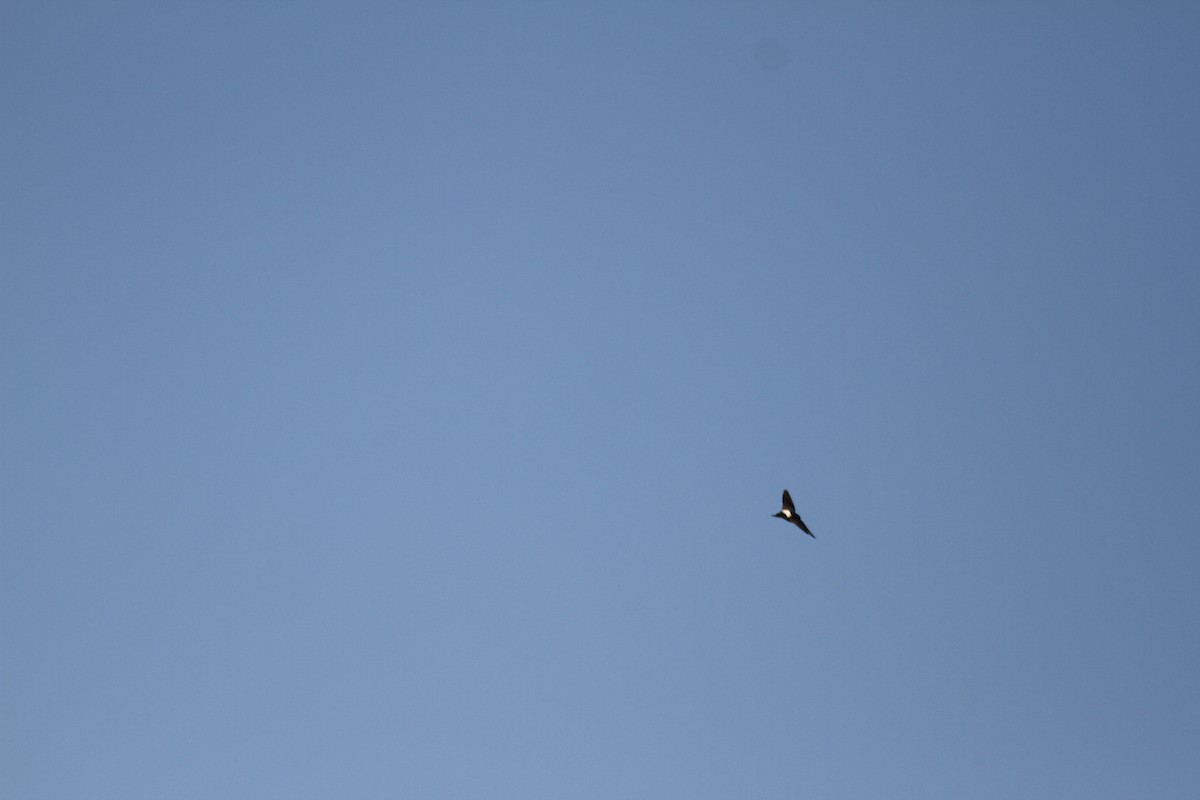 Nepal House-Martin - ML538906881
