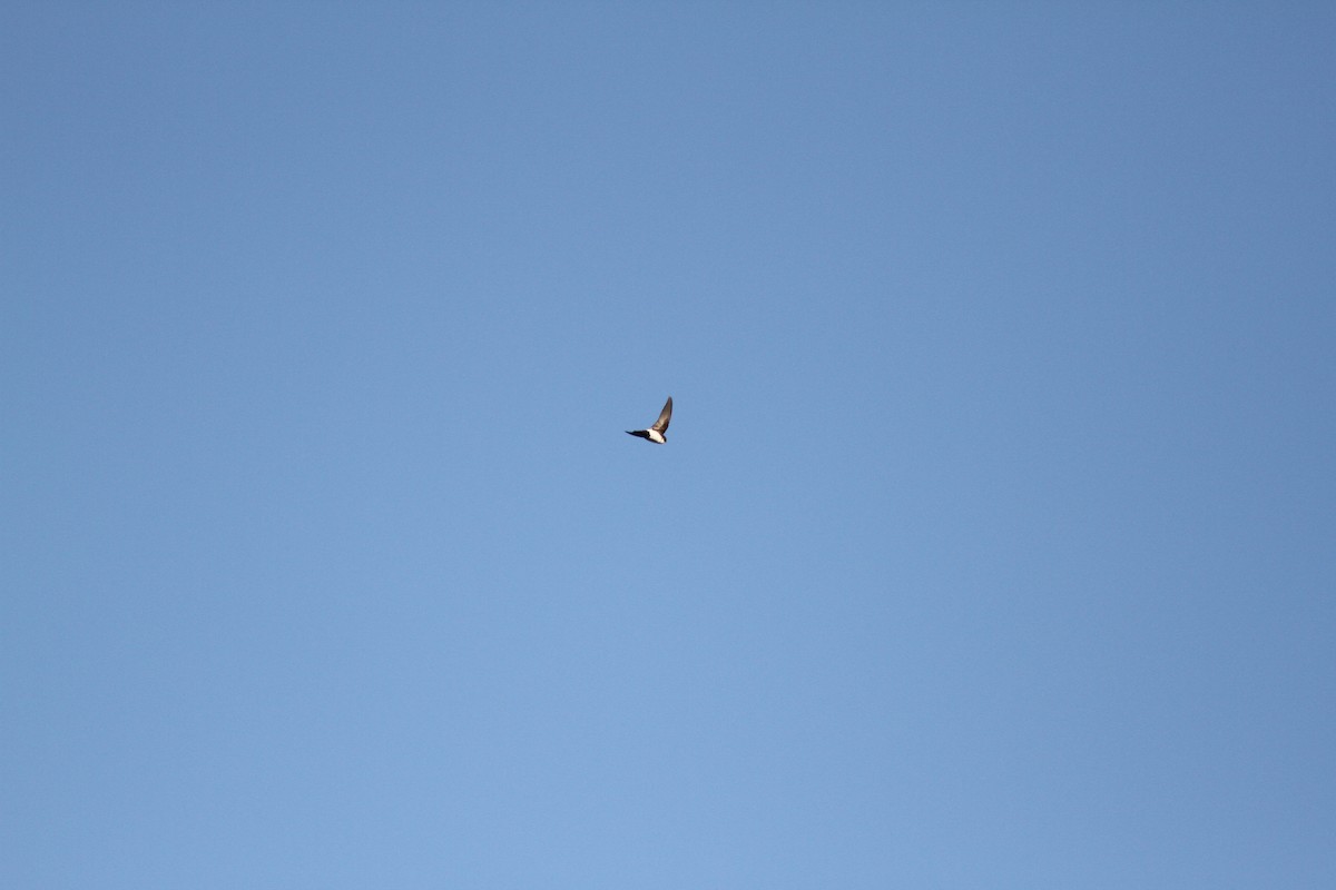 Nepal House-Martin - ML538906891