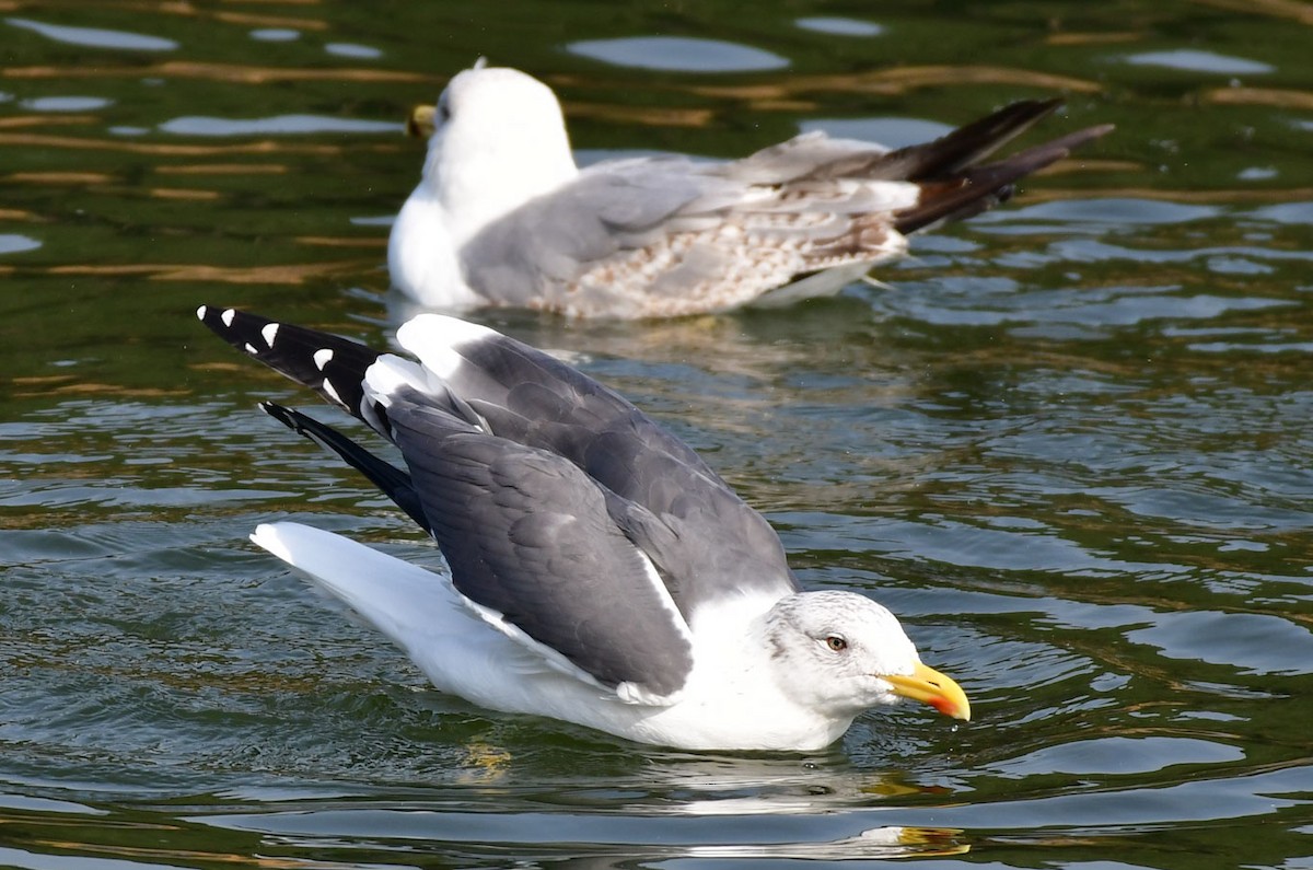 Lesser Black-backed Gull (Heuglin's) - ML538907101