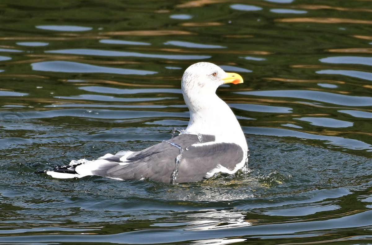 Lesser Black-backed Gull (Heuglin's) - ML538907171