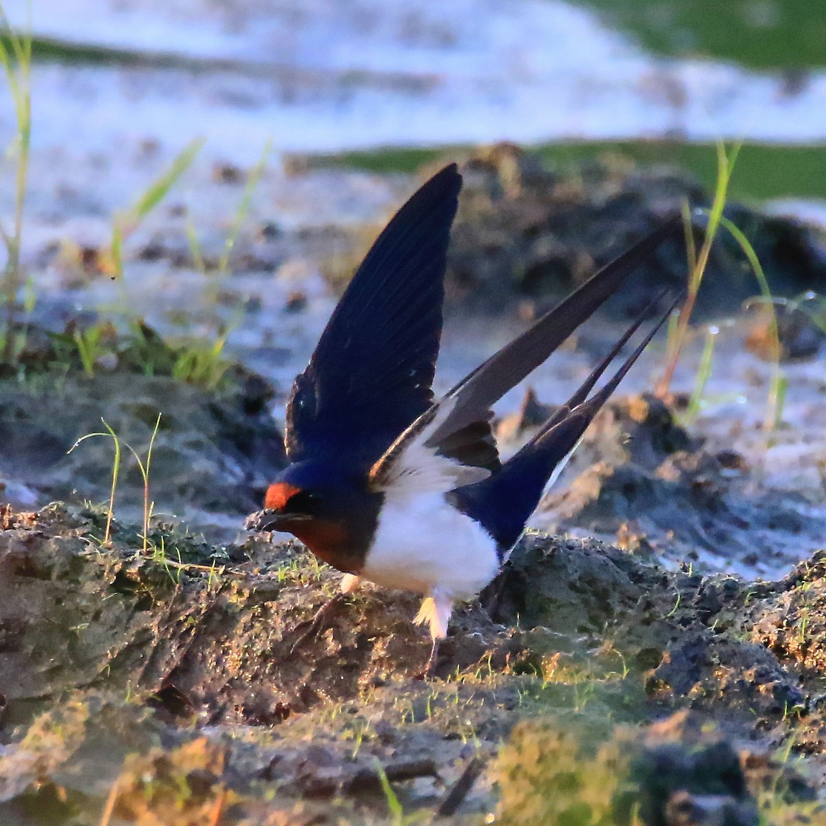 Barn Swallow - poshien chien