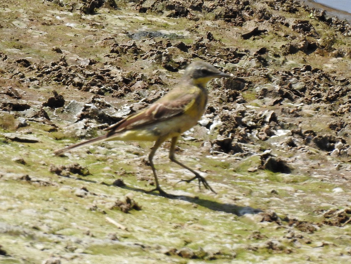 Western Yellow Wagtail - ML538907591