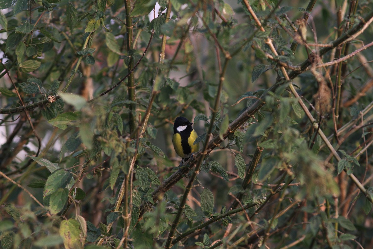 Green-backed Tit - ML538907791