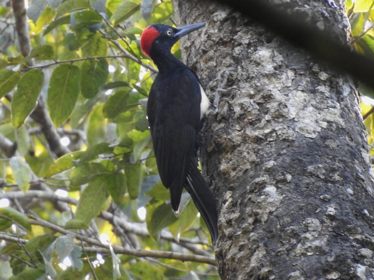 White-bellied Woodpecker - ML538907831