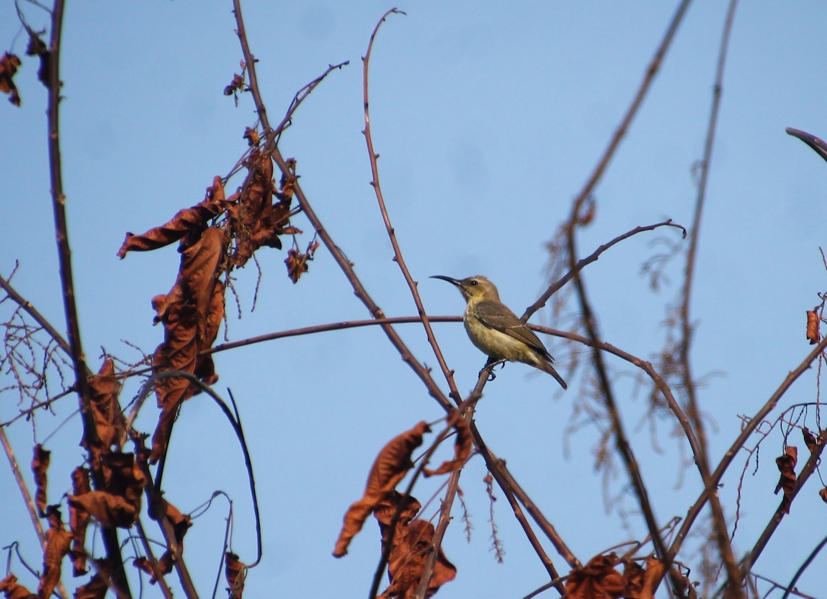 Buff-throated Sunbird - ML538907901