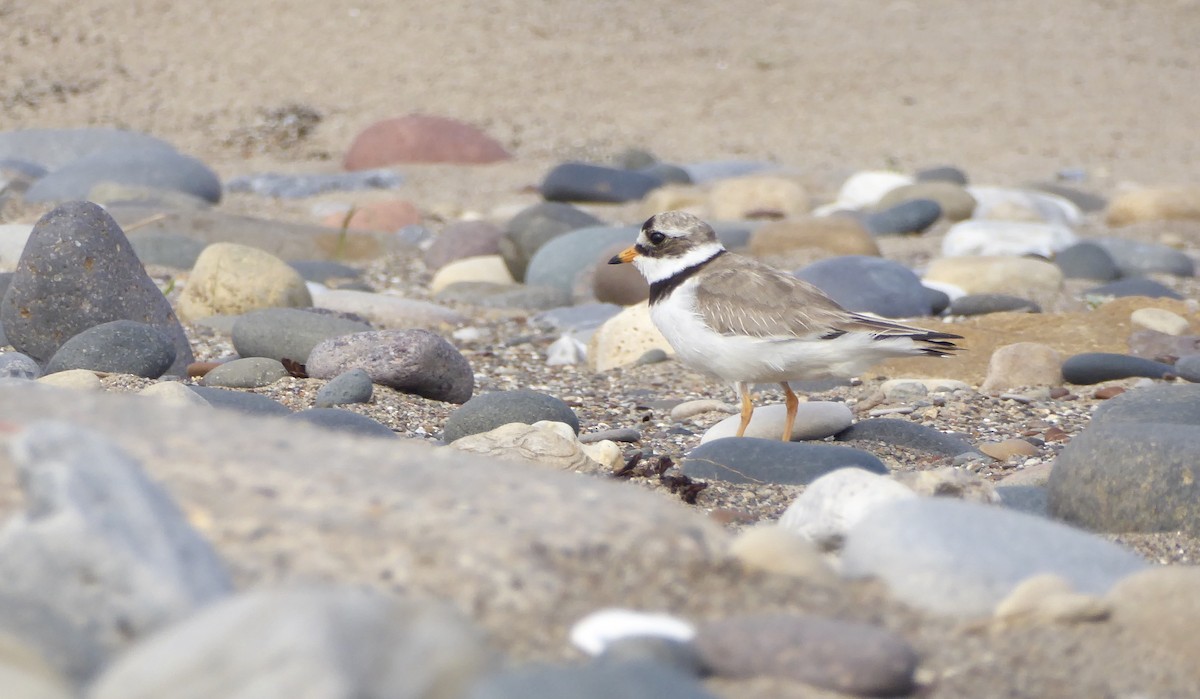 Common Ringed Plover - ML538907921