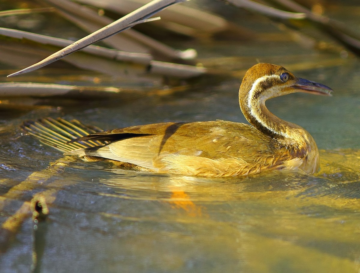 African Finfoot - Andrew Collins