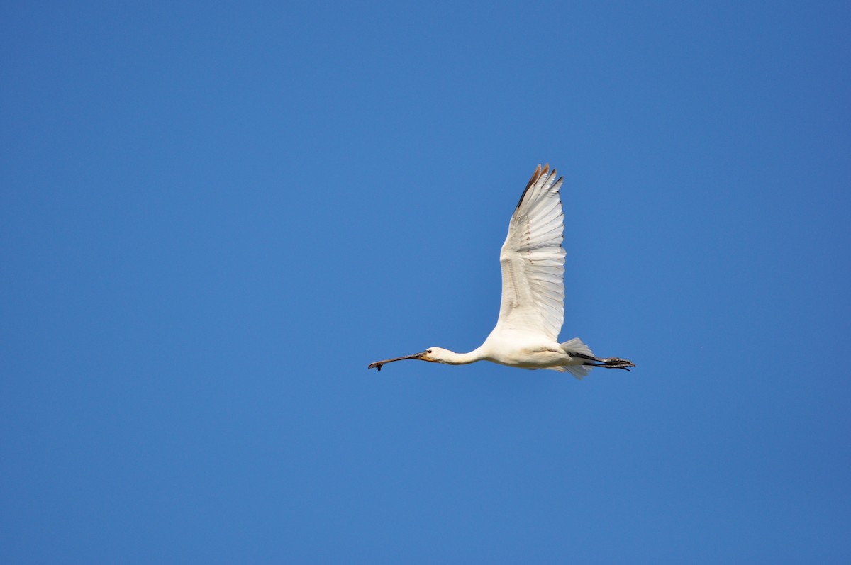 Eurasian Spoonbill - ML53890811