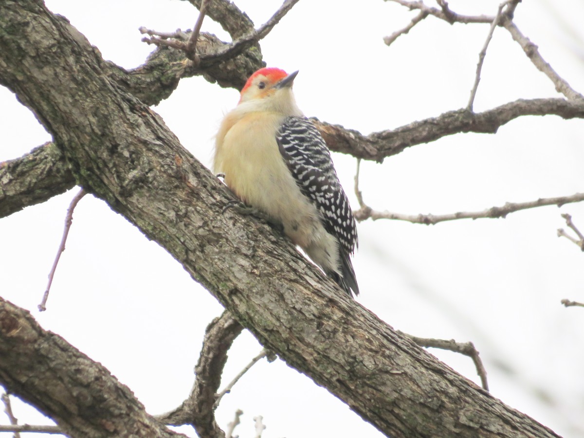 Red-bellied Woodpecker - ML538908361
