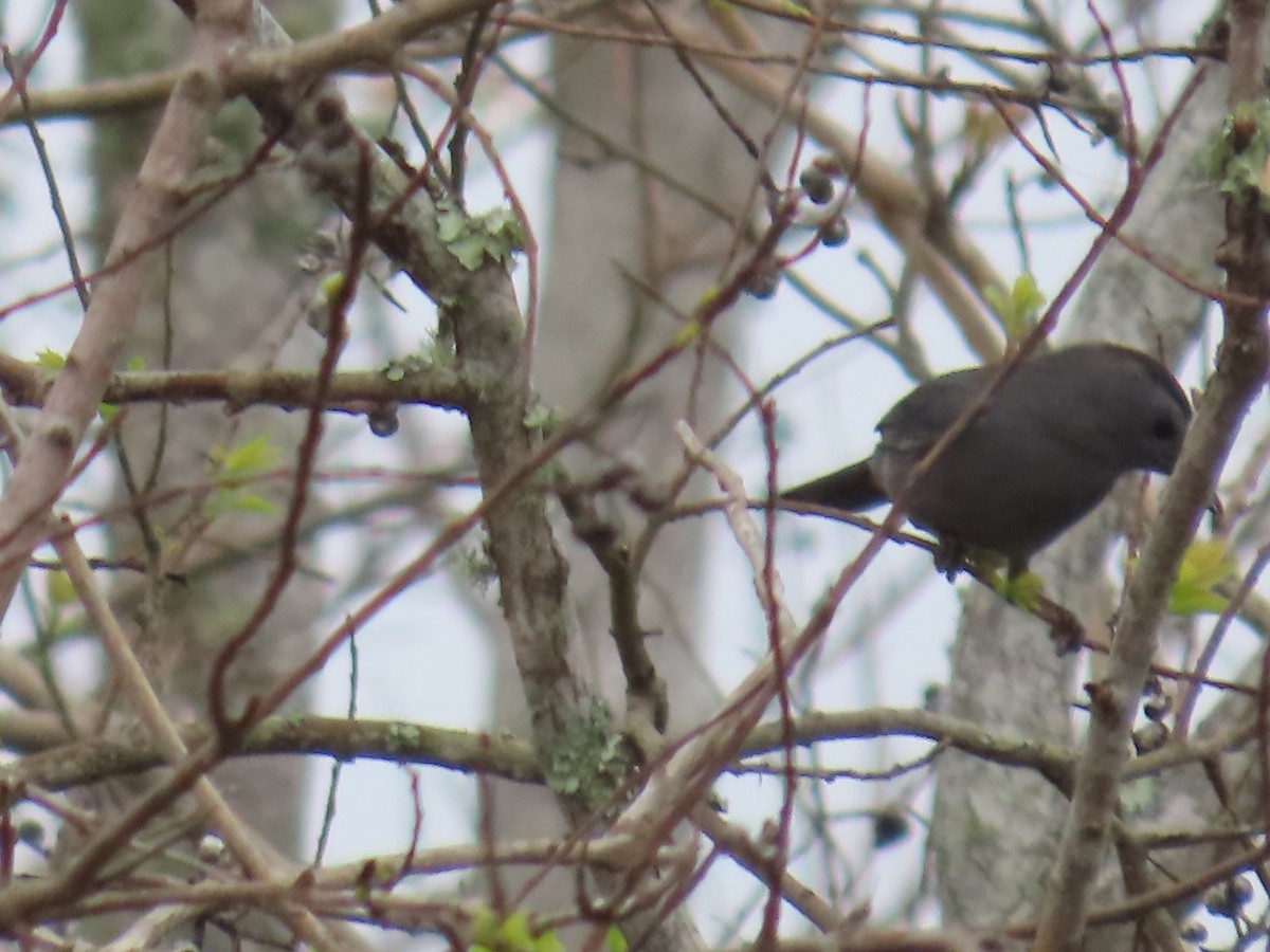 Gray Catbird - ML538908391