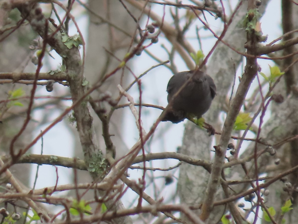 Gray Catbird - ML538908401