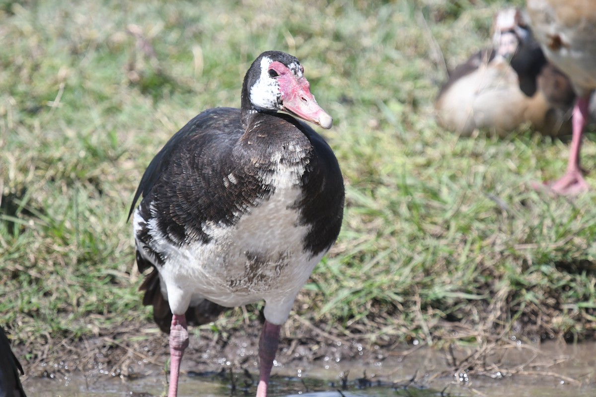 Spur-winged Goose - ML538909501