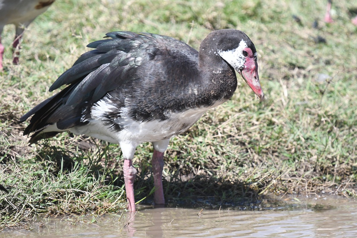 Spur-winged Goose - ML538909581