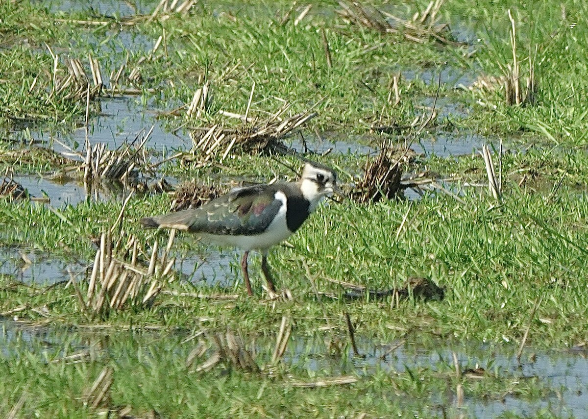 Northern Lapwing - Howard Laidlaw