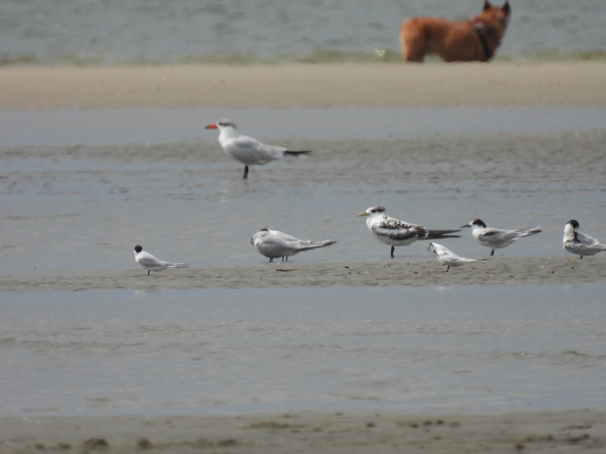 Common Tern - ML538911761