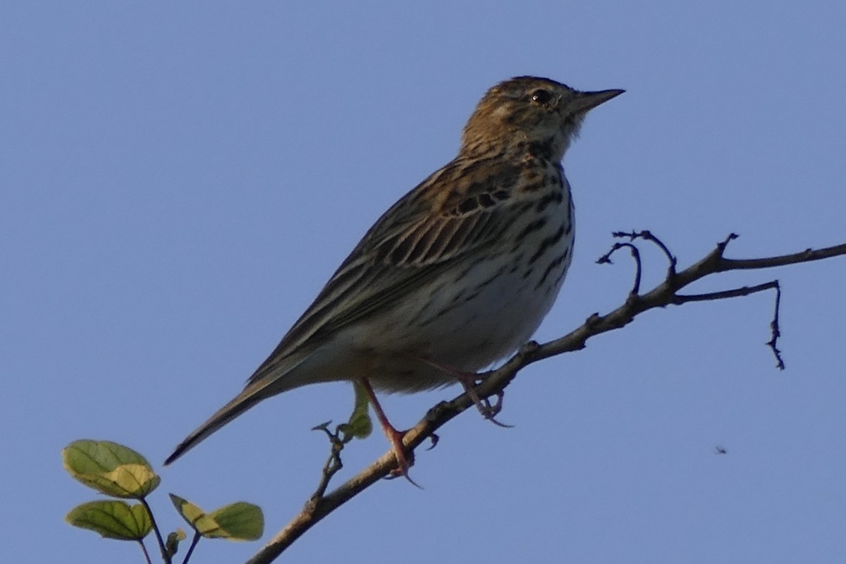 Tree Pipit - ML538911841