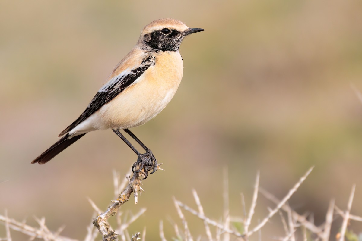 Desert Wheatear - ML538913001