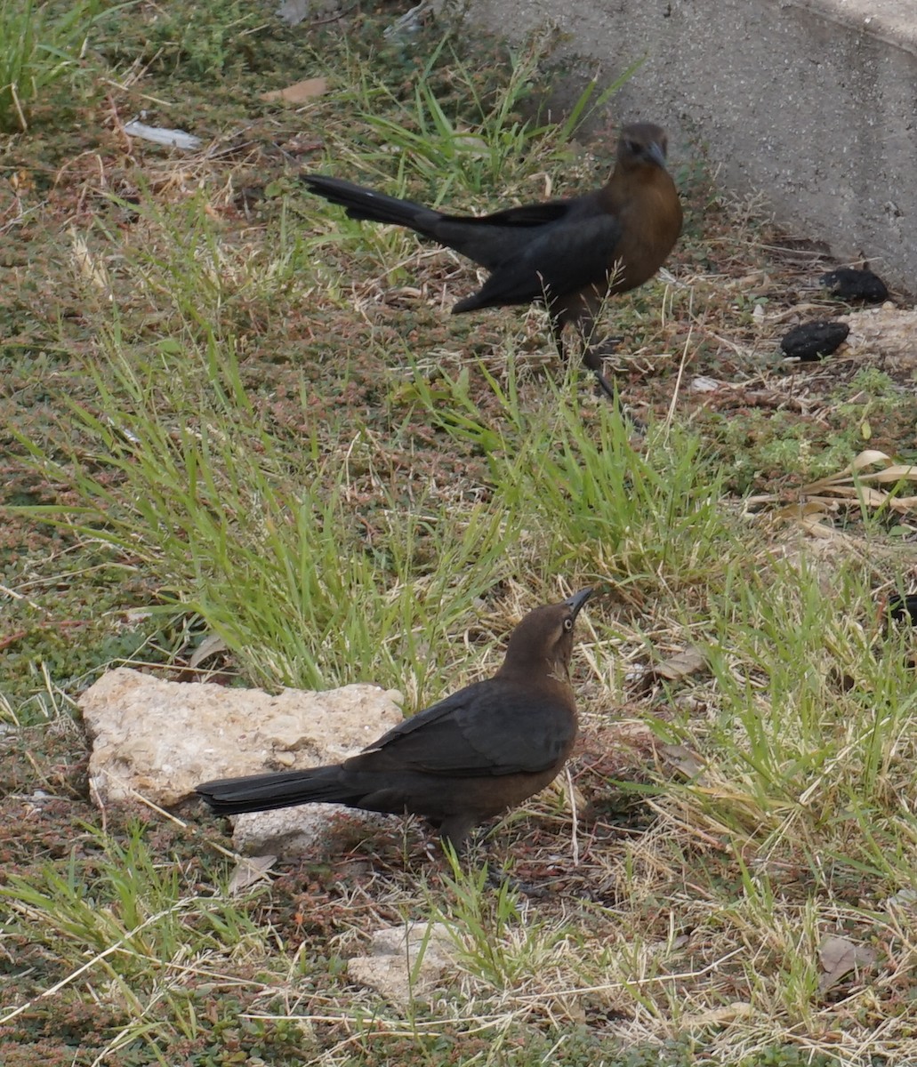 Great-tailed Grackle - ML538913561