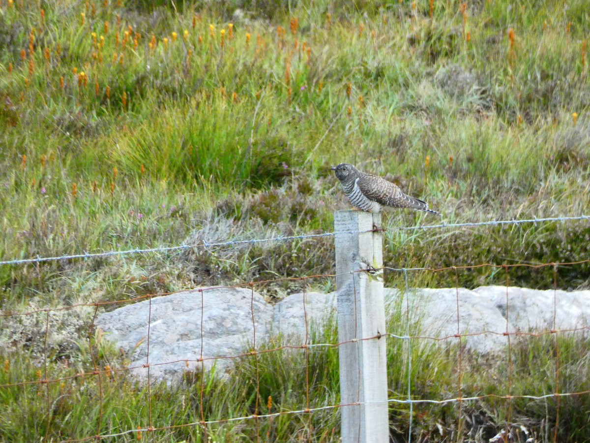 Common Cuckoo - ML538914831