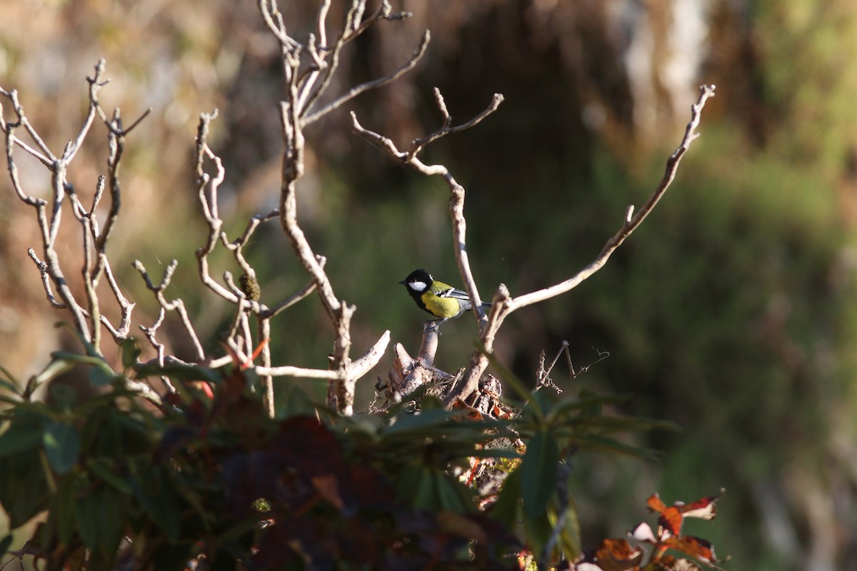 Green-backed Tit - ML538915091