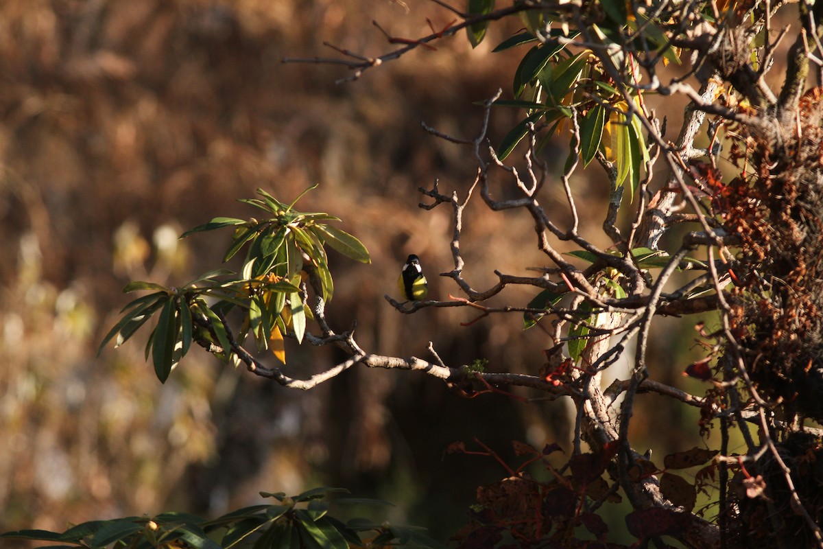 Green-backed Tit - ML538915101