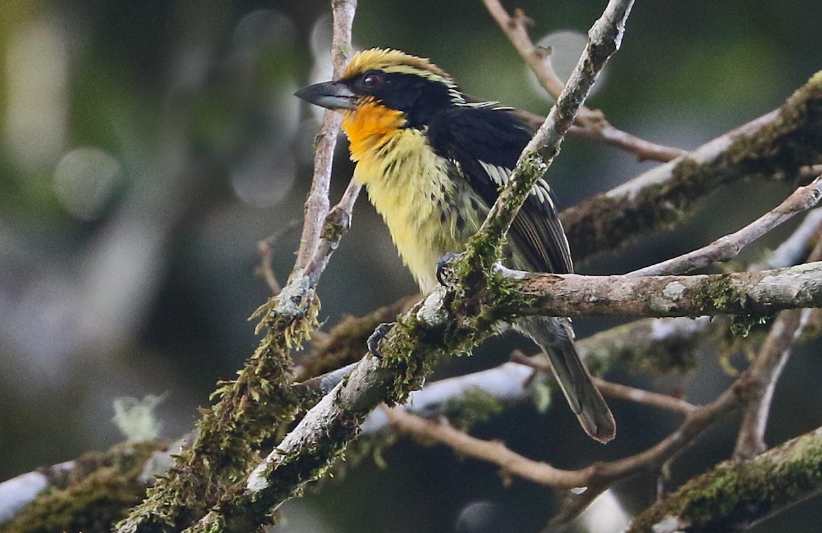 Gilded Barbet - Charlotte Byers