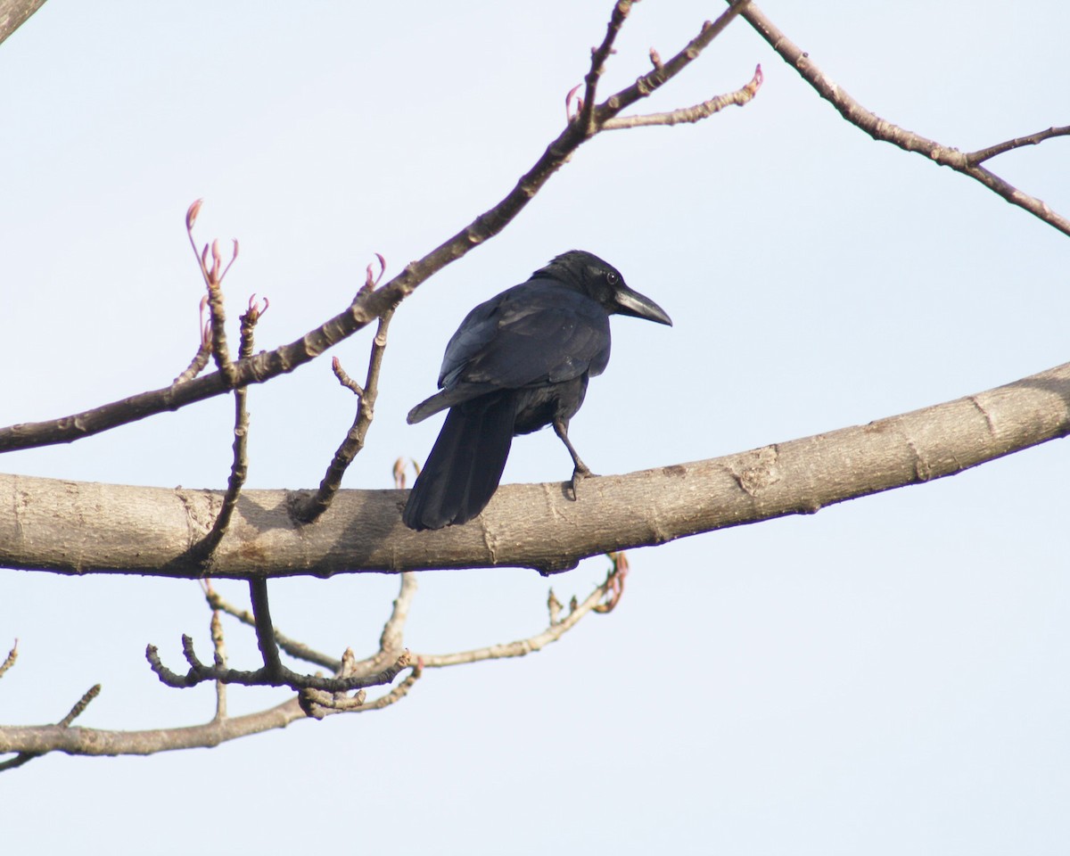 Large-billed Crow - ML538917121