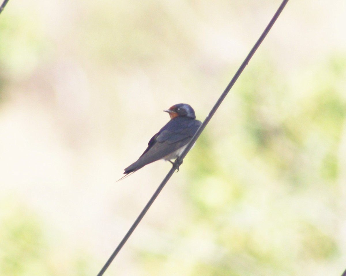 Barn Swallow - ML538917151