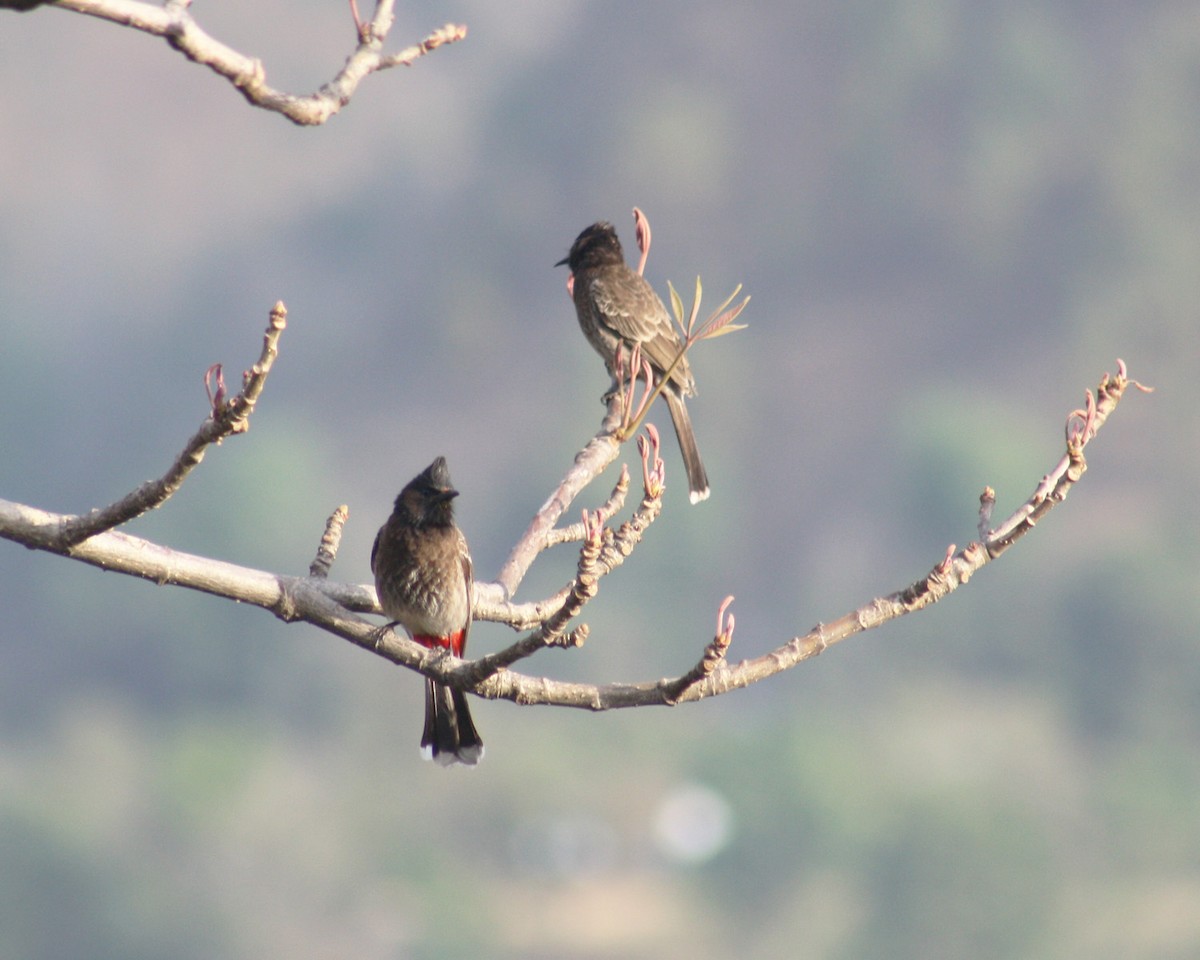 Red-vented Bulbul - ML538917211