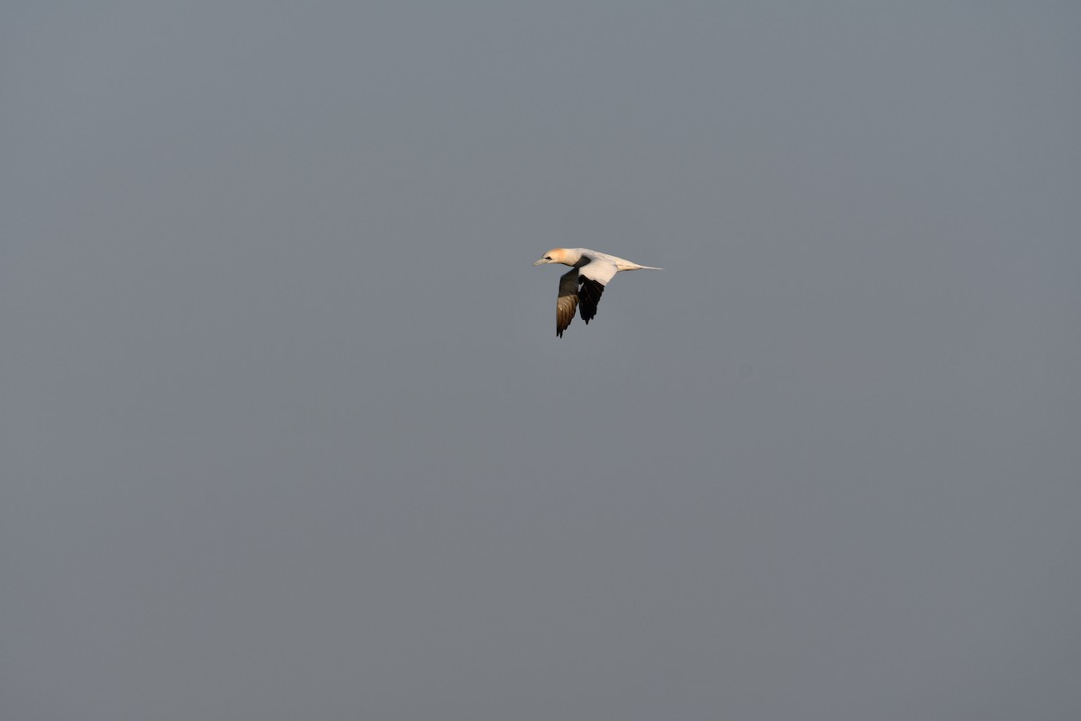 Northern Gannet - ML538917821